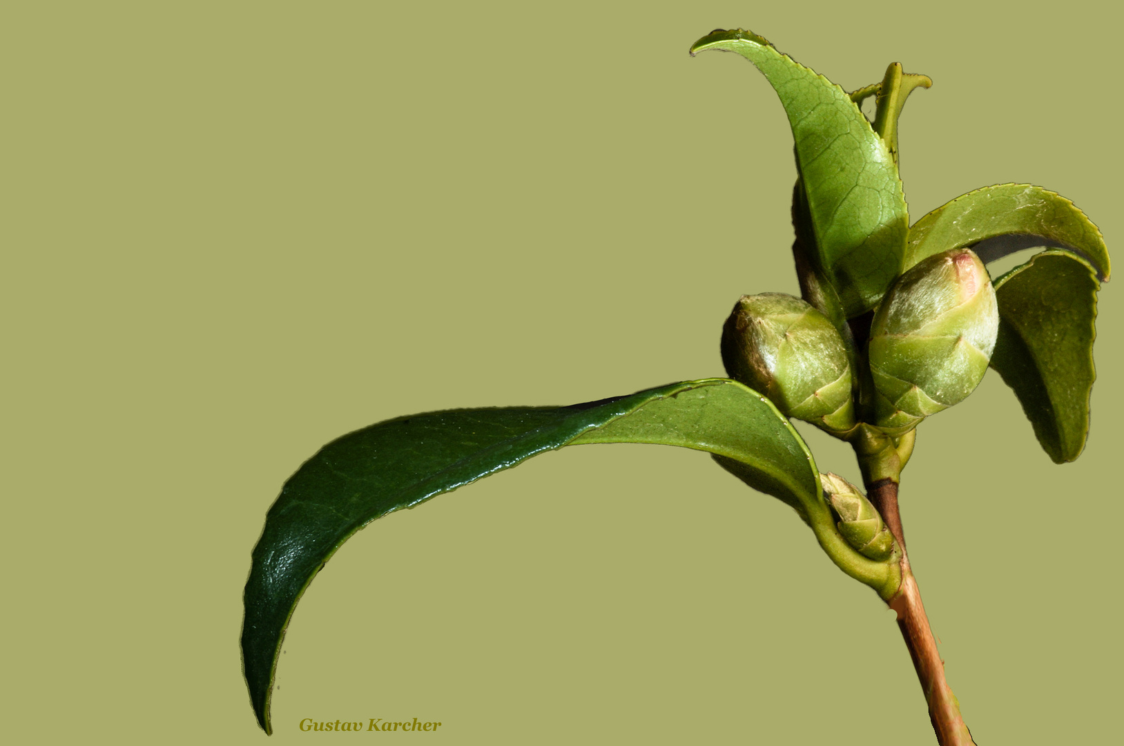 DSC09530 Camellia japonica