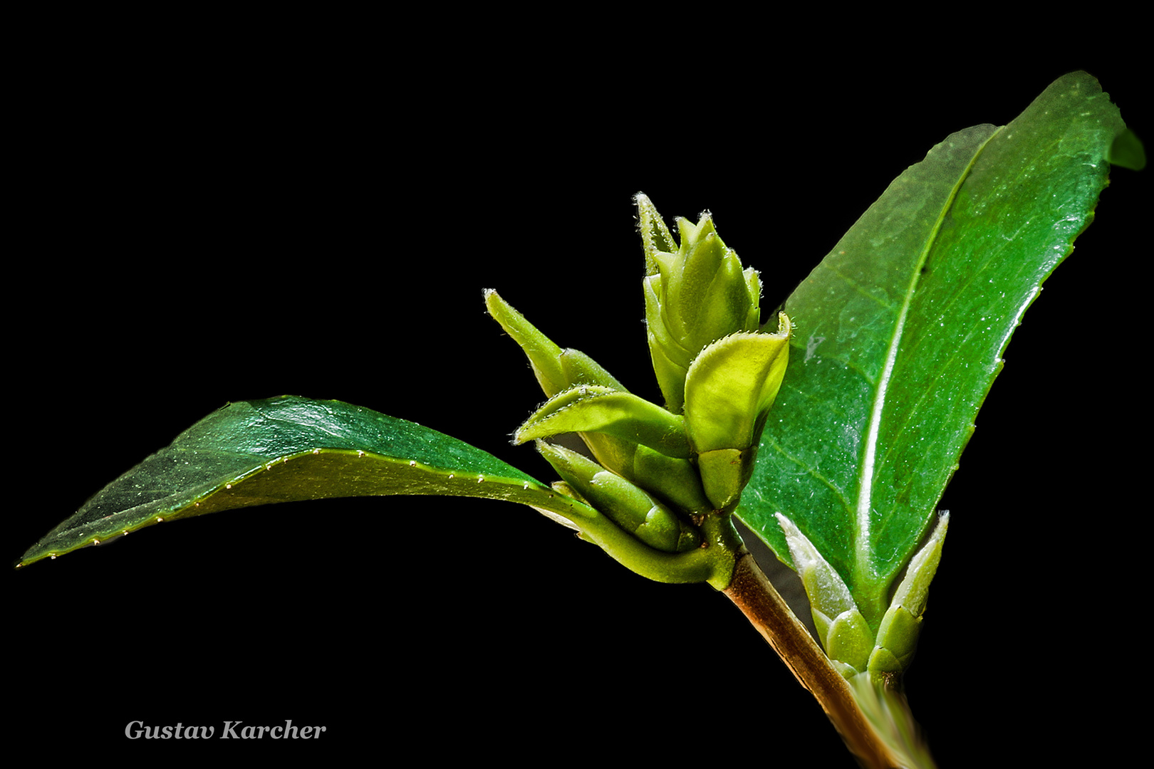 DSC09534_02  Camellia japonica