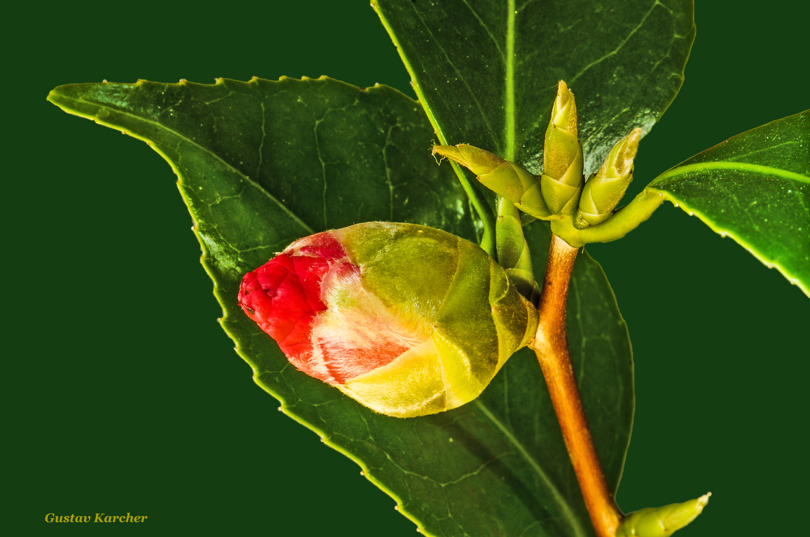 DSC09536_02 Camellia japonica, Blütenknospen aufgehend und noch zu