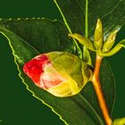 DSC09536_02 Camellia japonica, Blütenknospen aufgehend und noch zu