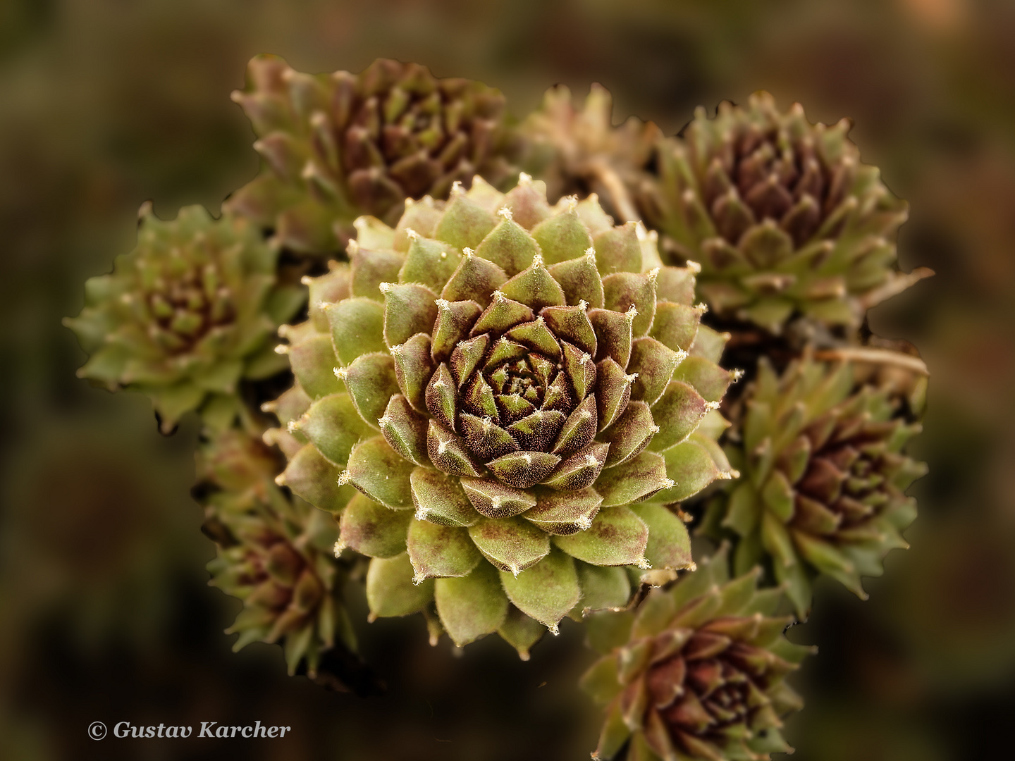 DSC09696 Steinbeetpflanze (Sempervivum)