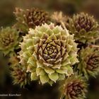 DSC09696 Steinbeetpflanze (Sempervivum)