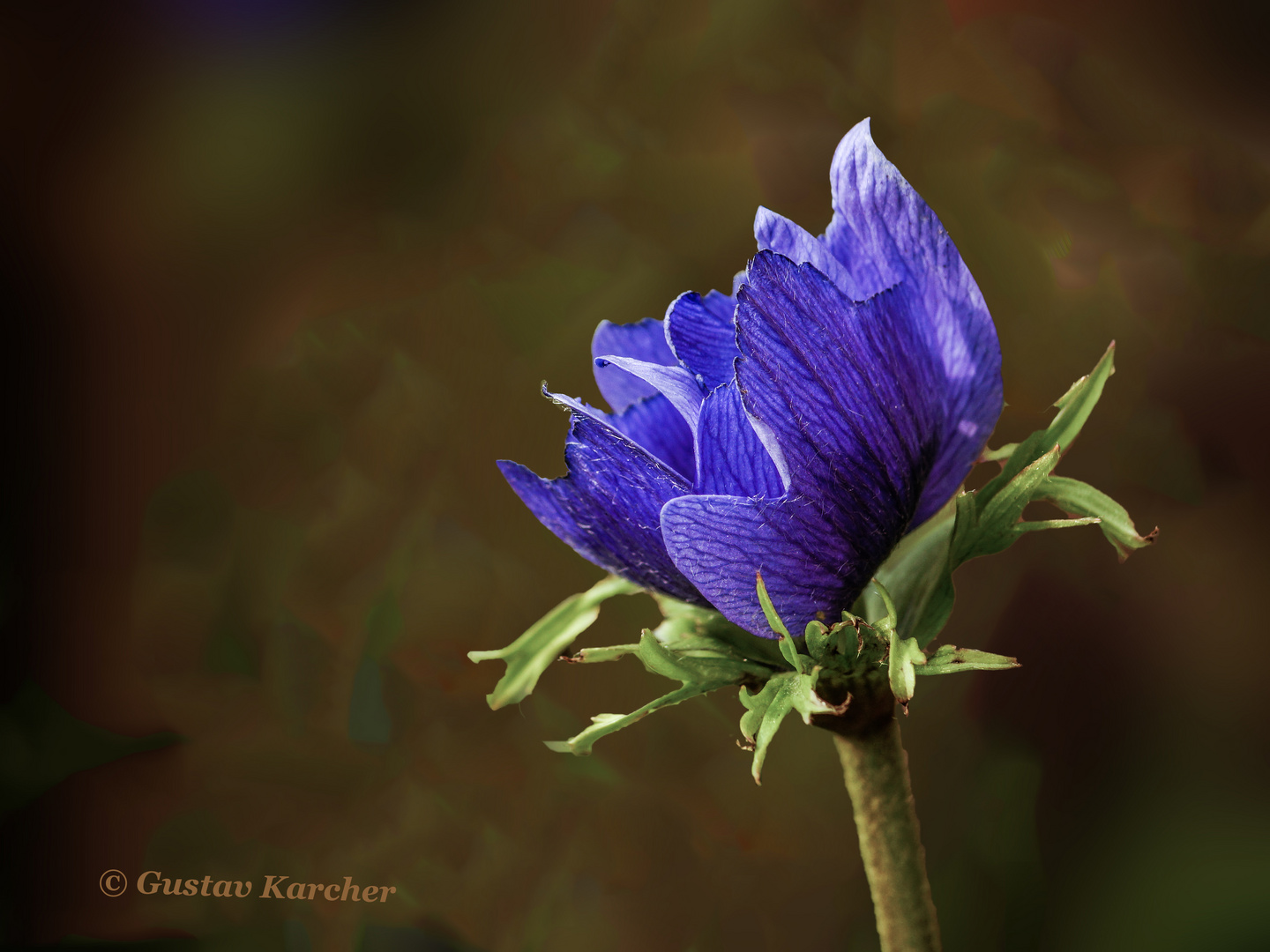 DSC09893 Aufgehende Anemonenknospe blau