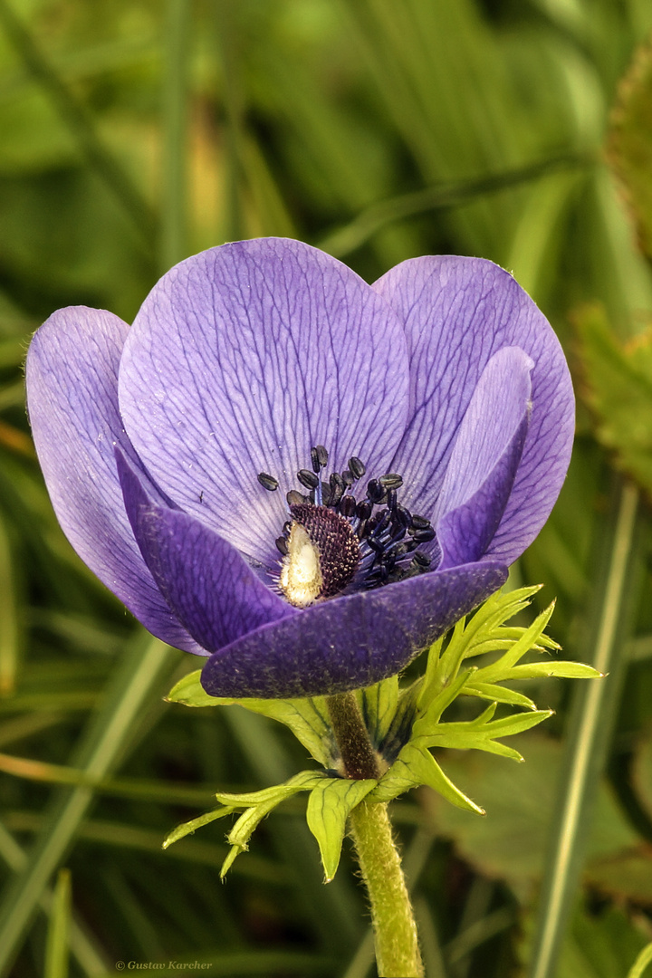 DSC09922  Anemone, blau