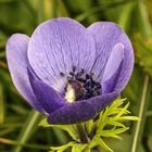 DSC09922  Anemone, blau