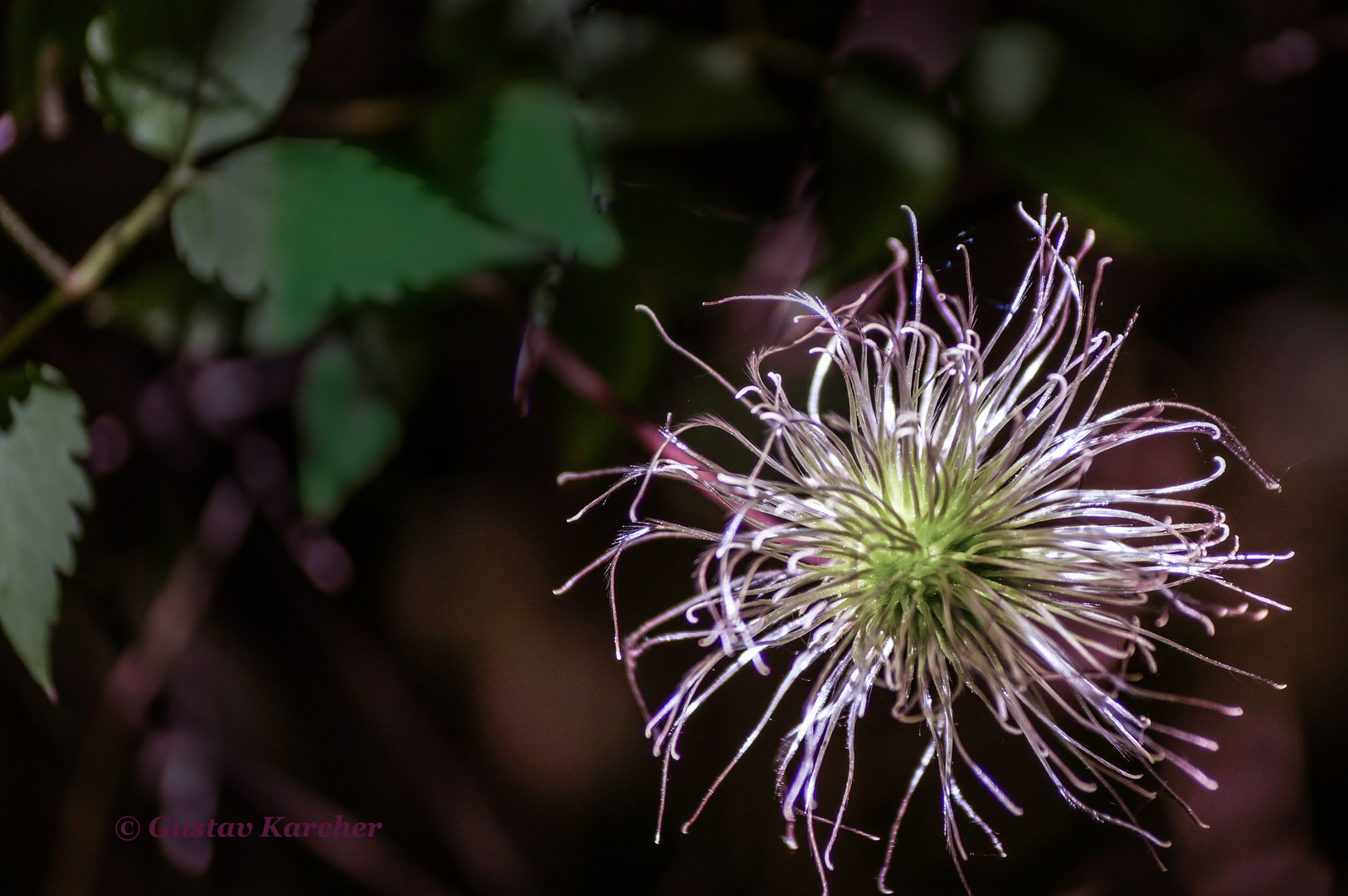 DSC09983 Fruchtstand Clematis