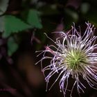 DSC09983 Fruchtstand Clematis