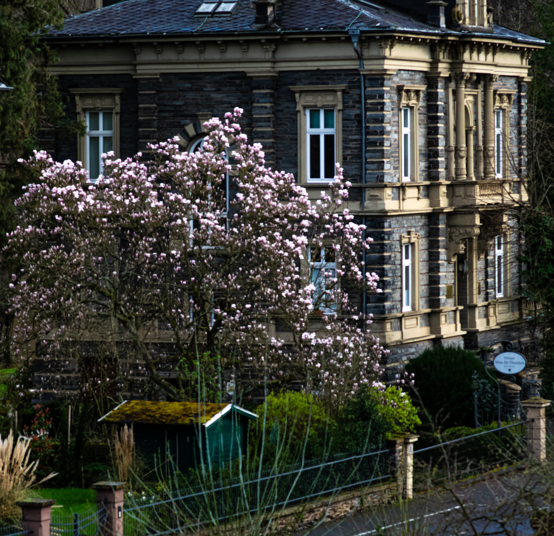 DSC_1075 Magnolienblüte