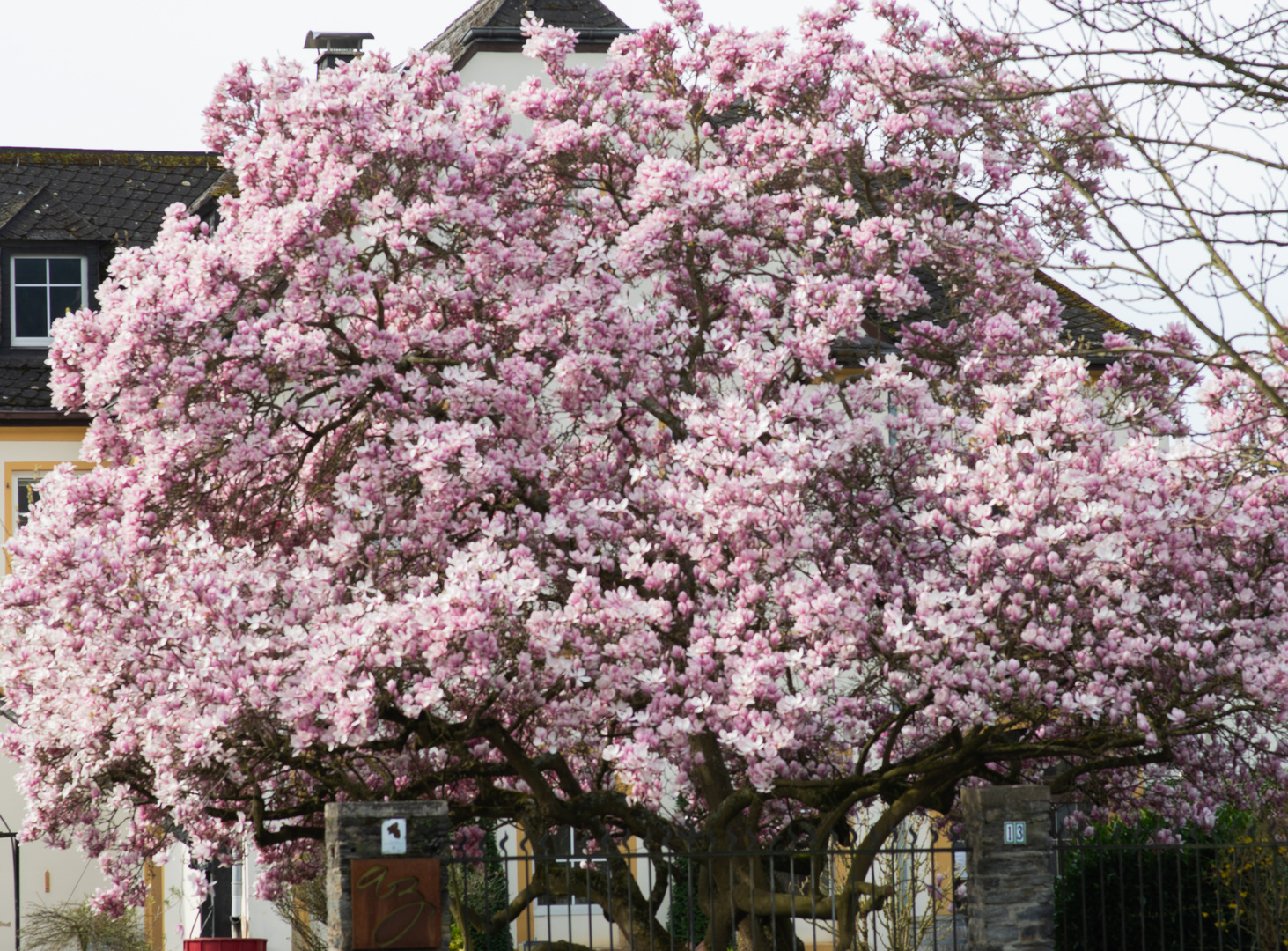 DSC_1097 Uralter Magnolienbaum