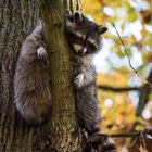 DSC_1199 Waschbär im Baum 