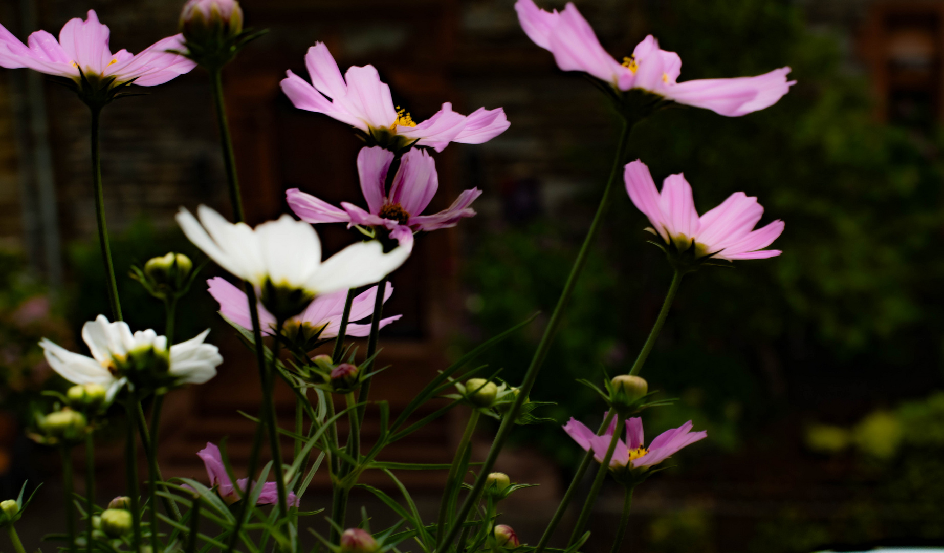 DSC_1203 Cosmea