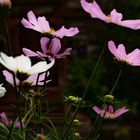 DSC_1203 Cosmea