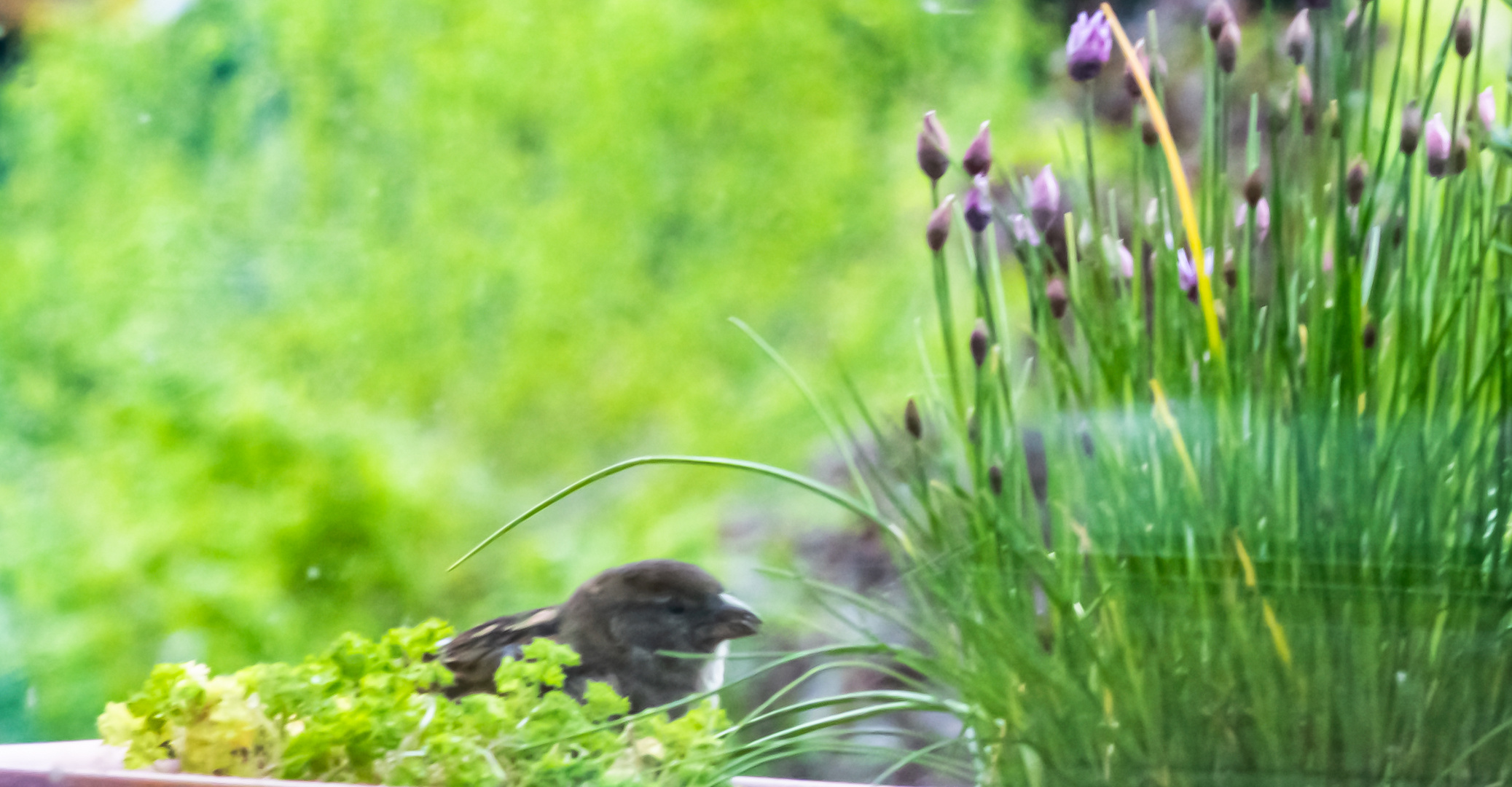 DSC_1271-4 junger Spatz im Blumenkasten