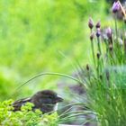 DSC_1271-4 junger Spatz im Blumenkasten