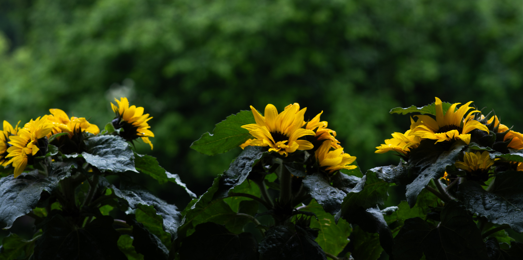 DSC_1489-2 Sonnenblumen am Fenster