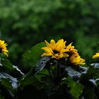 DSC_1489-2 Sonnenblumen am Fenster
