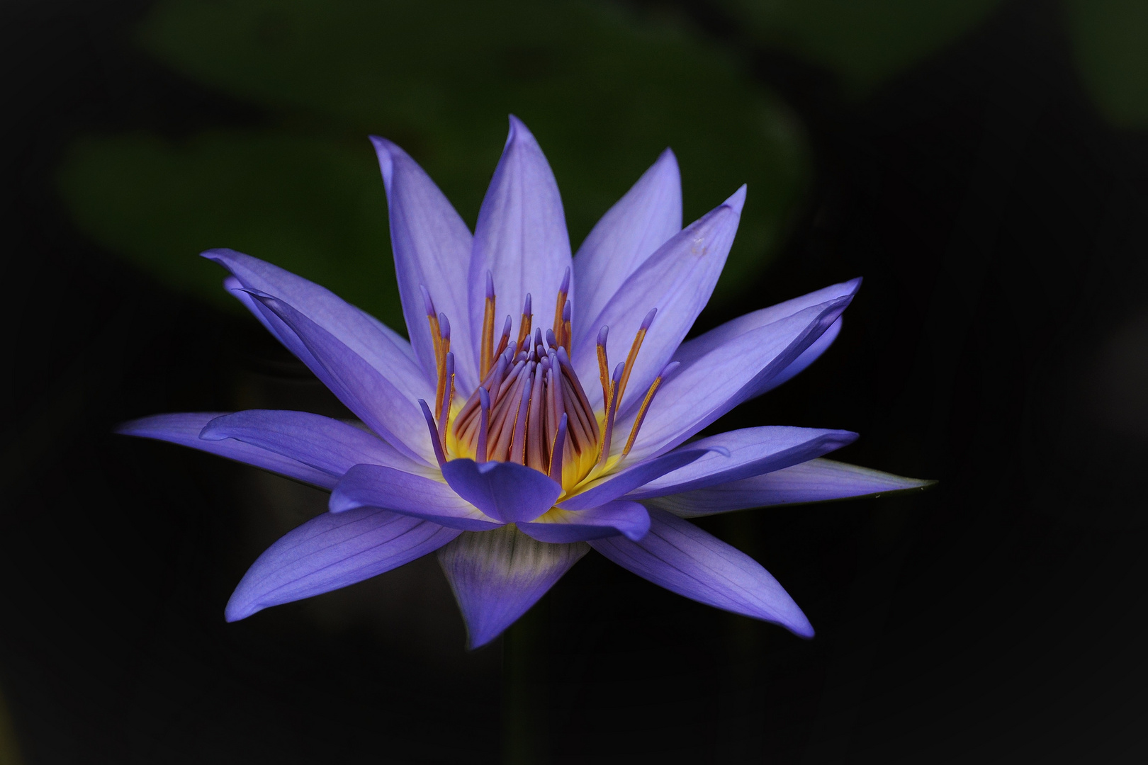 DSC_1707   Seerose