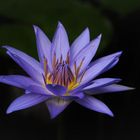 DSC_1707   Seerose