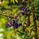 _DSC1847 Botanischer Garten UNI BOCHUM