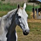 DSC_1921_01  Caballo Blanco