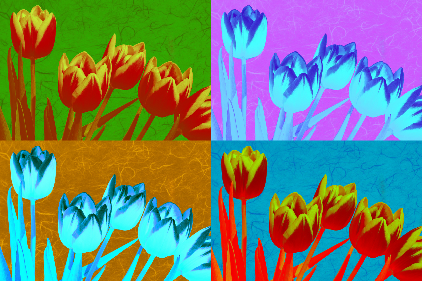 DSC_1955 neue Farben Collage