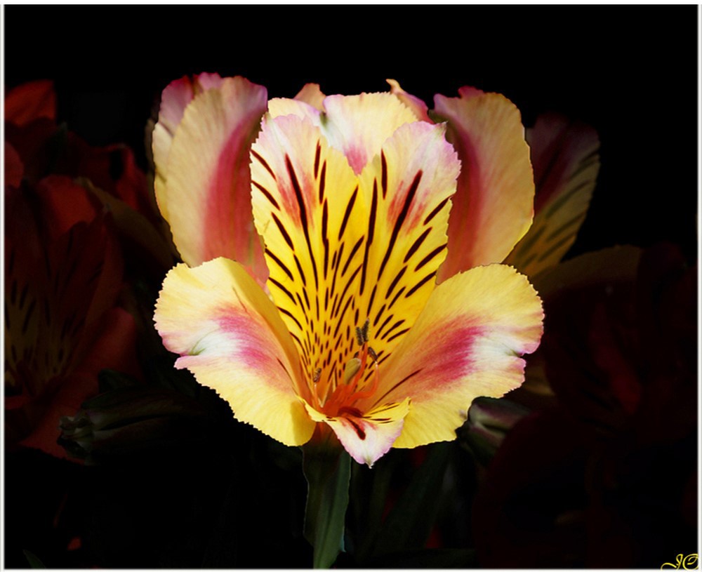 _DSC2011 - Alstroemeria 