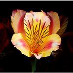 _DSC2011 - Alstroemeria 