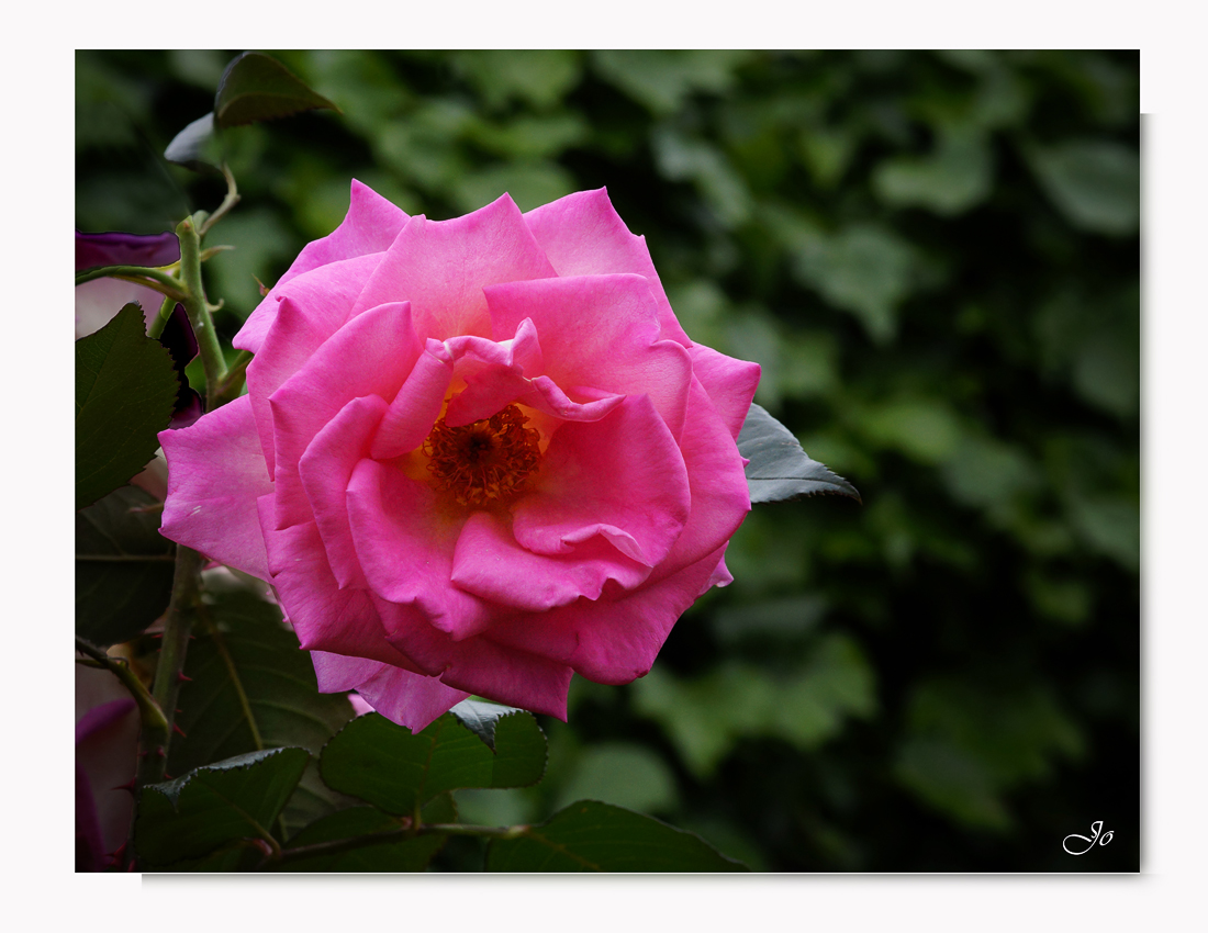 _DSC2123 - Rose Catherine 