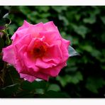 _DSC2123 - Rose Catherine 