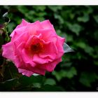 _DSC2123 - Rose Catherine 