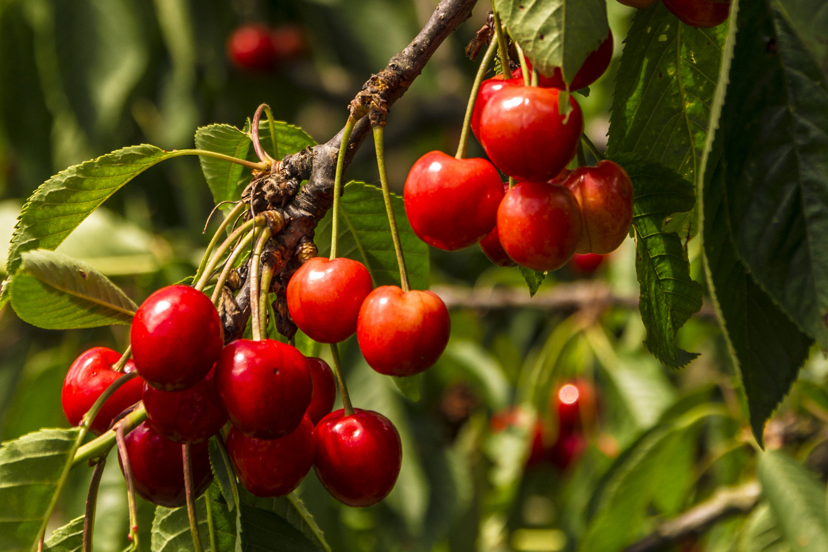 _DSC2175-2_Süßkirschen rot