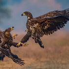 DSC_2552Seeadler im Infight- Kutno/Polen