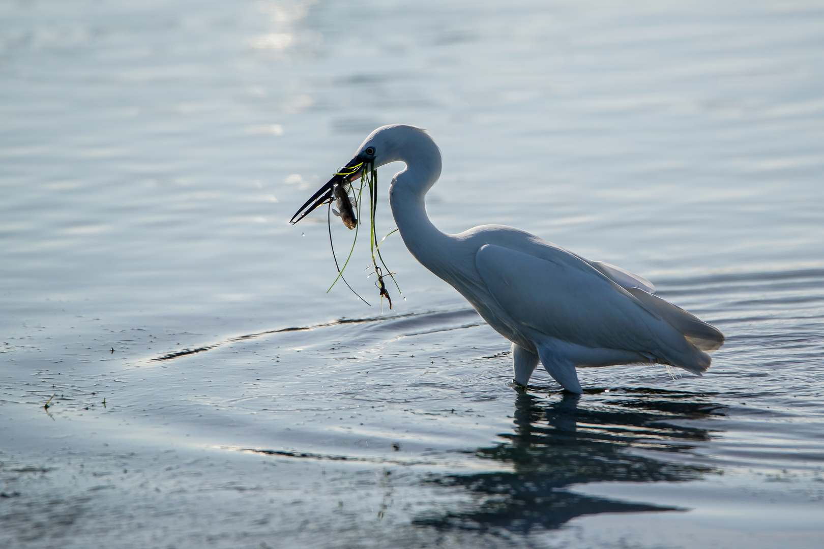 _DSC2851 Reiher mit Beute