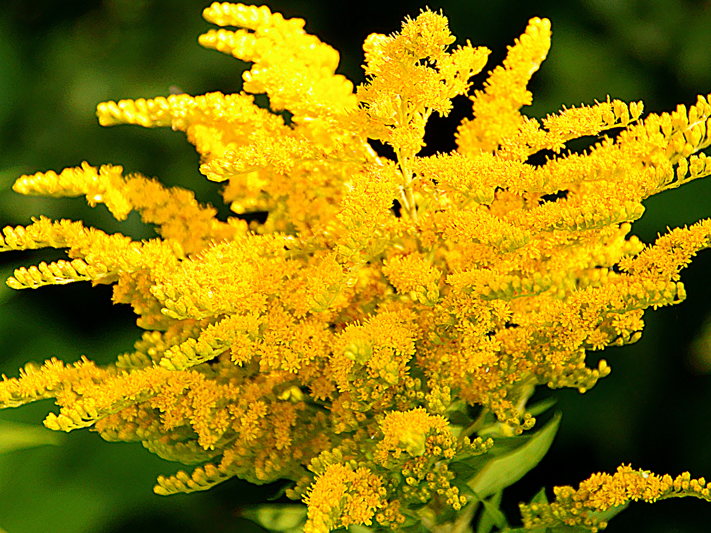 _DSC3051-1a Goldregen Garten KAR