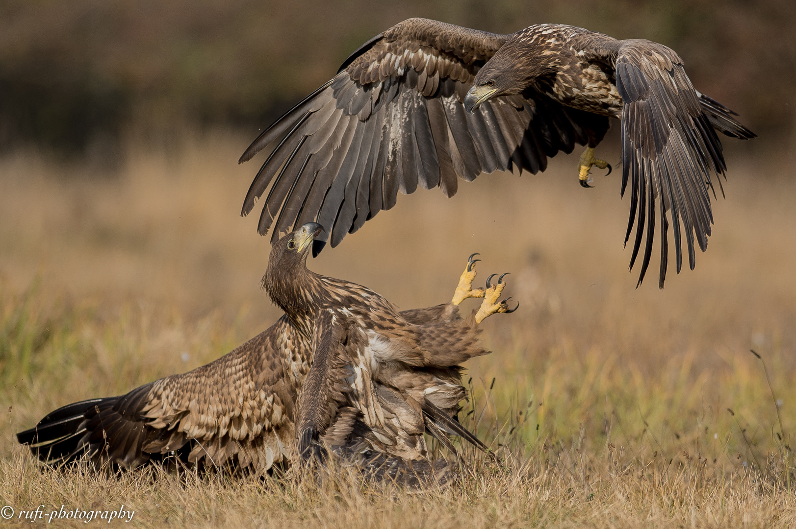 DSC_3093Seeadler im Infight II