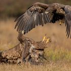 DSC_3093Seeadler im Infight II