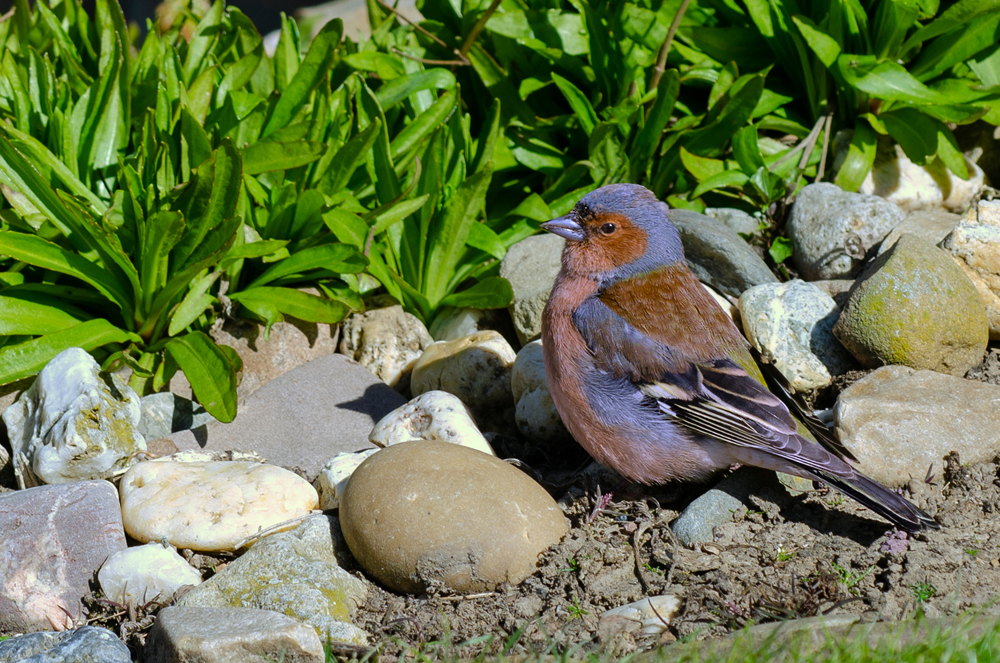 DSC_3284 Buchfink Männchen 