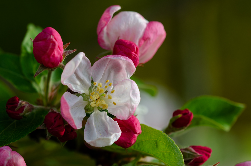 DSC_3310 Zierapfel