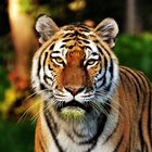 DSC_3824 Sibirischer Tiger