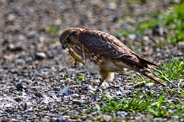 DSC_3831 Merlin Osterfeine 05.2023