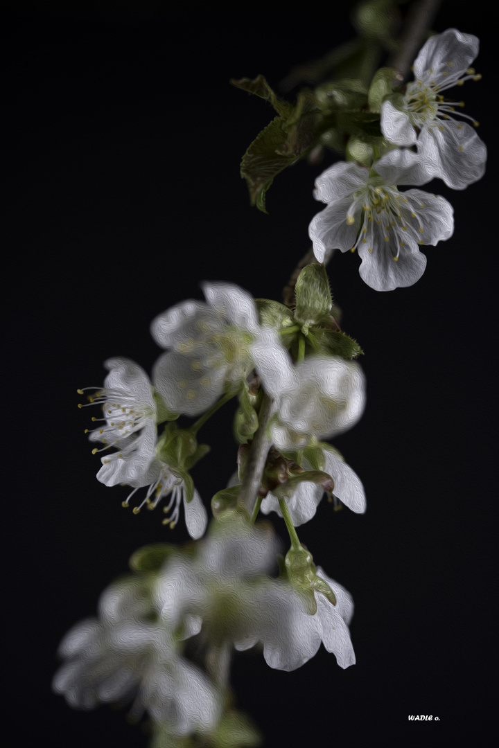 _DSC3953Kirschblüte