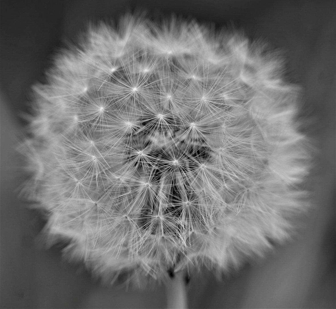 _DSC4015 (2)Pusteblume