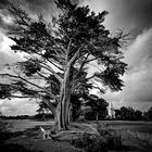 _DSC4325- L'arbre menacé