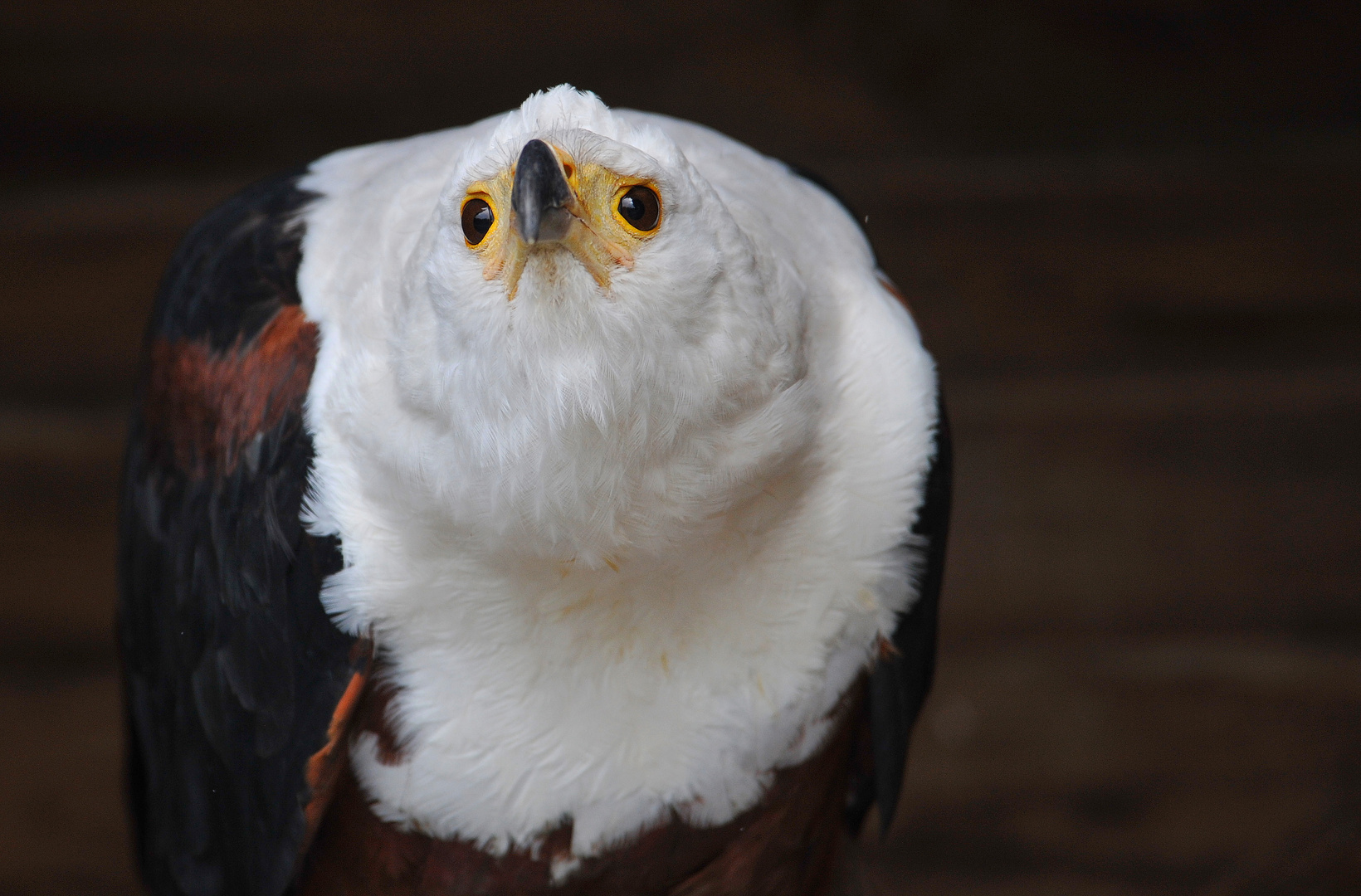 DSC_4505-1-schreiseeadler