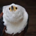 DSC_4505-1-schreiseeadler