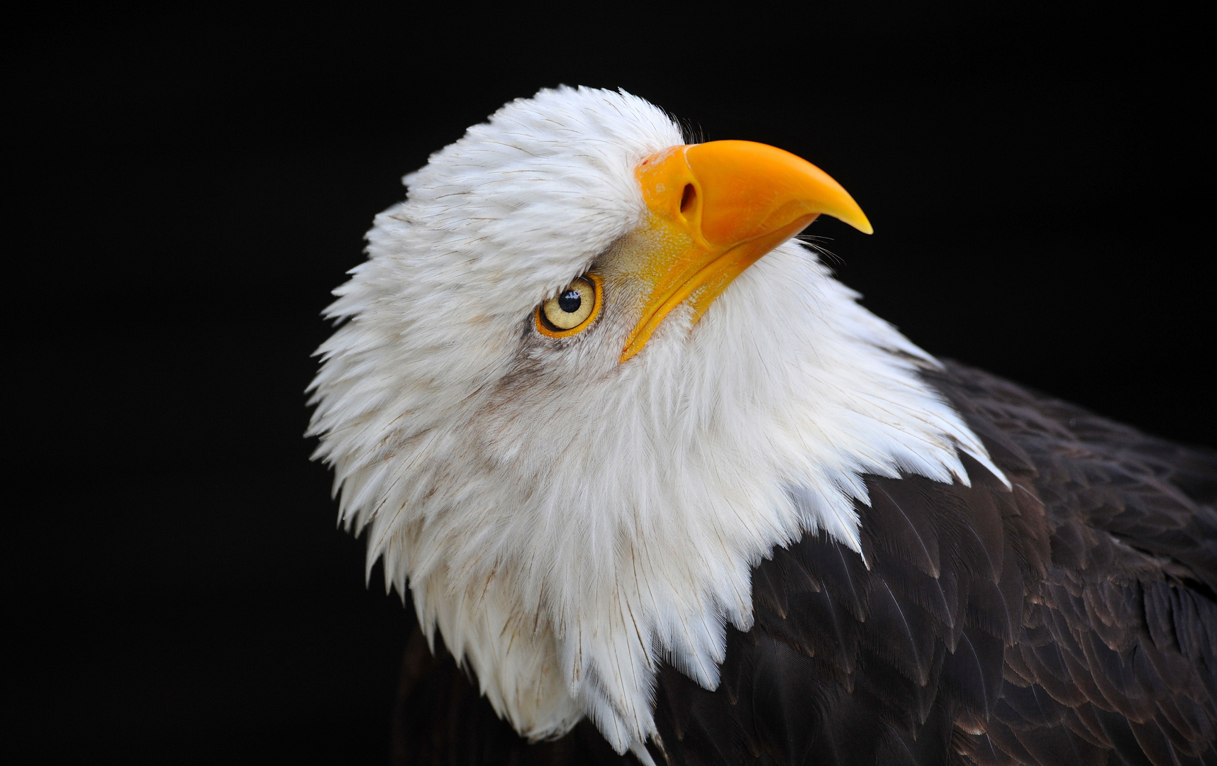 DSC_4564-1-kan.seeadler