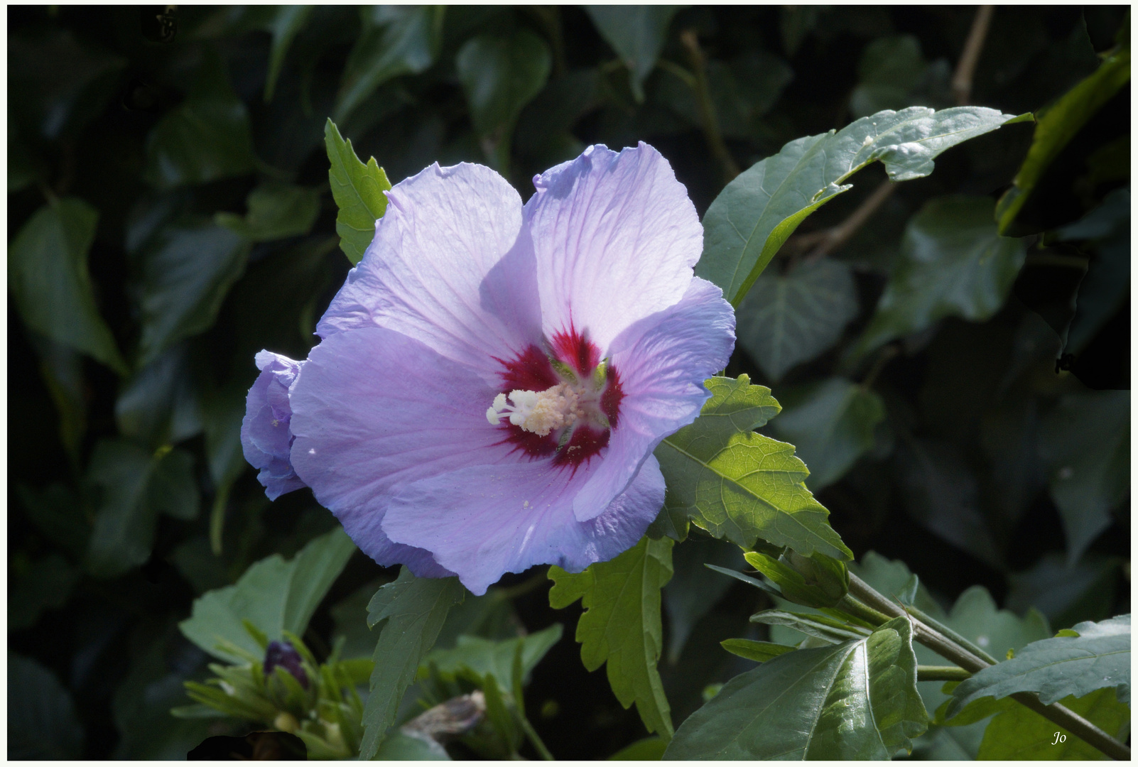 _DSC4926  althea hibiscus syriacus bis