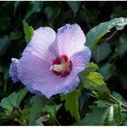 _DSC4926  althea hibiscus syriacus bis