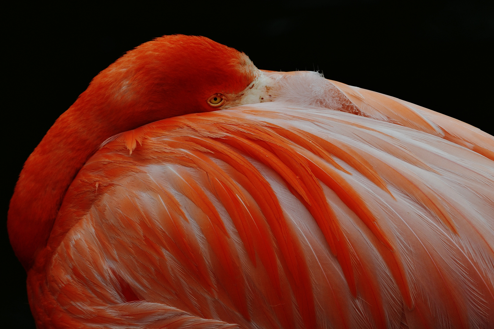 DSC_4969 Flamingo