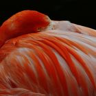 DSC_4969 Flamingo